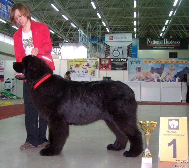 Фото: ньюфаундленд Aquatoriya Kelvin Northern Spirit (Акватория Келвин Нозерн Спирит)