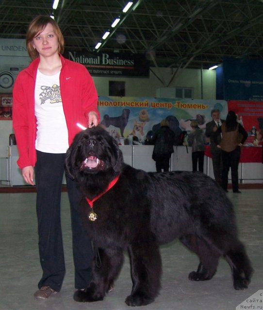 Фото: ньюфаундленд Aquatoriya Kelvin Northern Spirit (Акватория Келвин Нозерн Спирит)