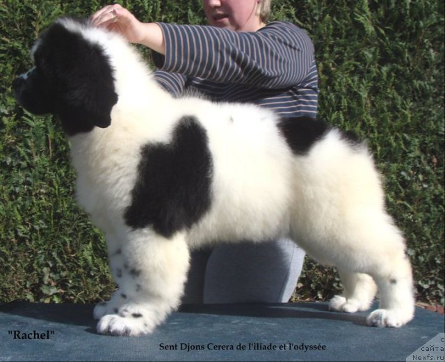 Фотография № 63489