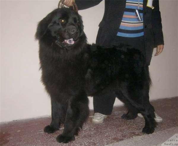 Фото: ньюфаундленд Adel' (Адель)