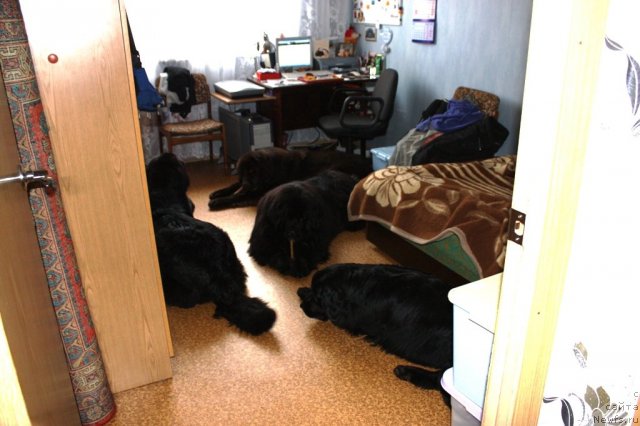 Фото: ньюфаундленд Chernyi Sharm Angel'skaya Krasota (Черный Шарм Ангельская Красота), ньюфаундленд CHansi iz Zolotogo Treugol'nika (Чанси из Золотого Треугольника), ньюфаундленд Bonni Flayt (Бонни Флайт), ньюфаундленд Restayling From SHipmyen (Рестайлинг Фром Шипмэн)