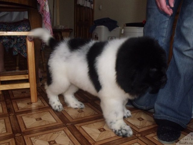 Фото: ньюфаундленд Jador Le Perle Nuar (Жадор Ле Перле Нуар)