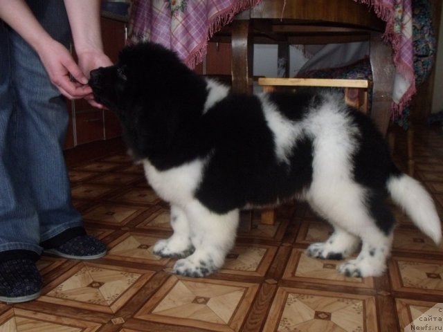 Фото: ньюфаундленд Jador Le Perle Nuar (Жадор Ле Перле Нуар)