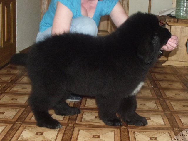 Фото: Желанная Моя от, ньюфаундленд Neverine's Earthquaker, ньюфаундленд Toptyijka Siyanie ot Aysberga (Топтыжка Сияние от Айсберга)