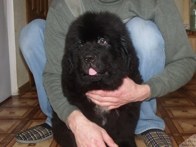 Фото: ньюфаундленд Jrebiy Udachi ot Tori (Жребий Удачи от Тори)