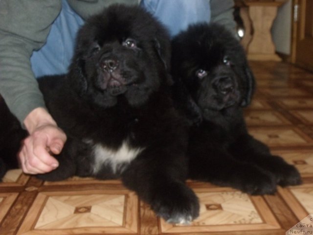 Фото: Жребий Удачи от Тори и Желанная Моя от, ньюфаундленд Toptyijka Siyanie ot Aysberga (Топтыжка Сияние от Айсберга)