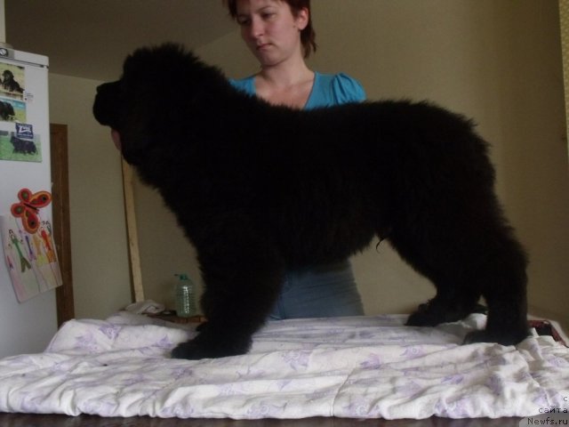 Фото: Жребий Удачи от Тори от, ньюфаундленд Toptyijka Siyanie ot Aysberga (Топтыжка Сияние от Айсберга)