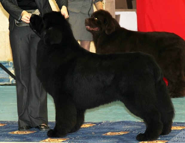 Фото: ньюфаундленд Amulet Lyubvi i Schastya (Амулет Любви и Счастья)