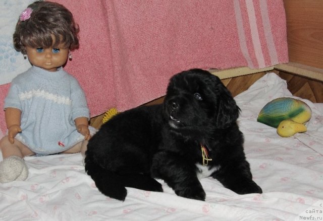 Фото: ньюфаундленд Angel Hranitel' Moego Serdca (Ангел Хранитель Моего Сердца)