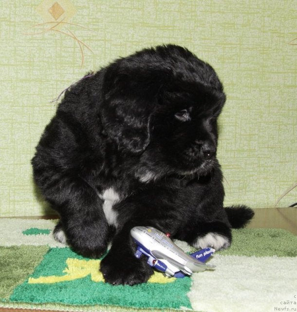 Фото: щенок от, ньюфаундленд Super Bizon Astoriya (Супер Бизон Астория), ньюфаундленд Ivan Tsarevich iz Tihogo Omuta (Иван Царевич из Тихого Омута)