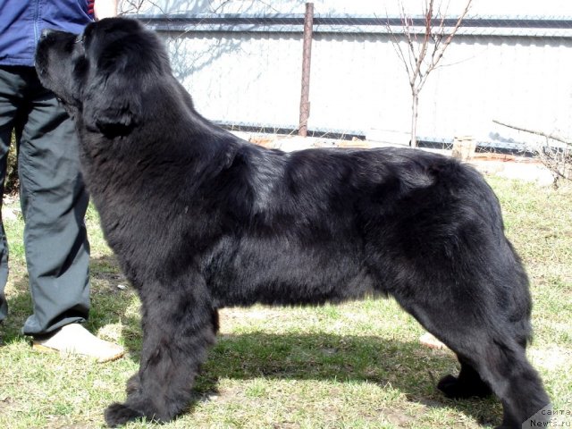 Фото: ньюфаундленд Beguschaya po Volnam Hasta la Vista (Бегущая по Волнам Хаста ла Виста)