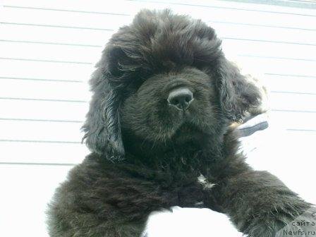 Фото: Оливрико Аурика