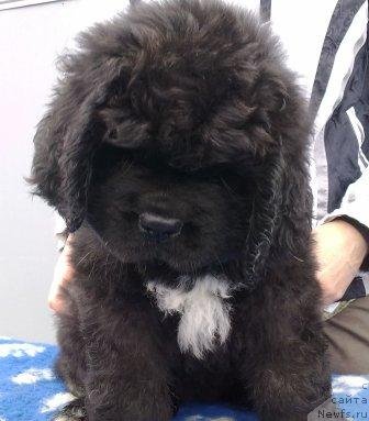 Фото: Оливрико Аврора