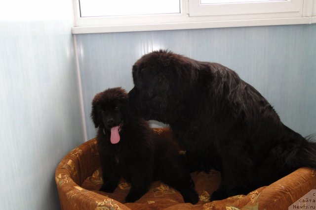 Фото: ньюфаундленд Pchiolkin Dom Veniamin (Пчёлкин Дом Вениамин)