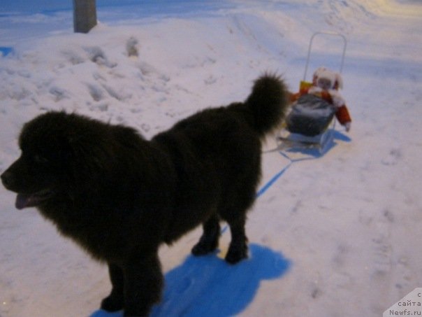 Фото: ньюфаундленд Pravitel' Taygi (Правитель Тайги), ньюфаундленд Pravitel' Taygi (Правитель Тайги)