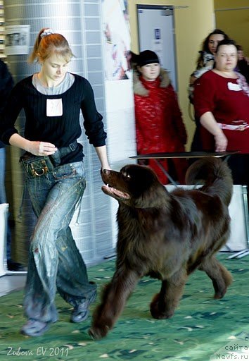 Фото: ньюфаундленд Pravitel' Taygi (Правитель Тайги)