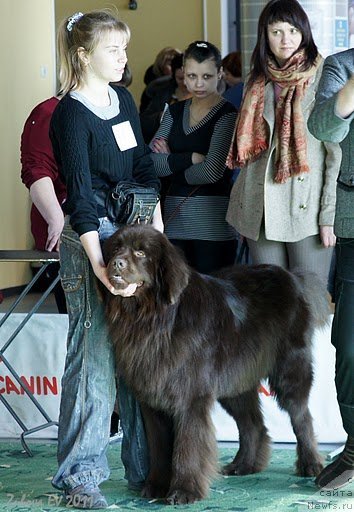 Фото: ньюфаундленд Pravitel' Taygi (Правитель Тайги)