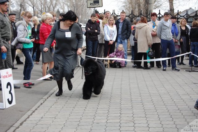 Фото: ньюфаундленд Markiza iz Medvej'ego YAra (Маркиза из Медвежьего Яра)