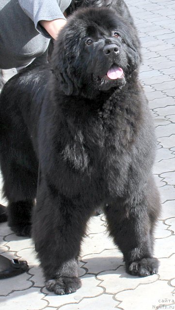 Фото: ньюфаундленд Markiza iz Medvej'ego YAra (Маркиза из Медвежьего Яра)