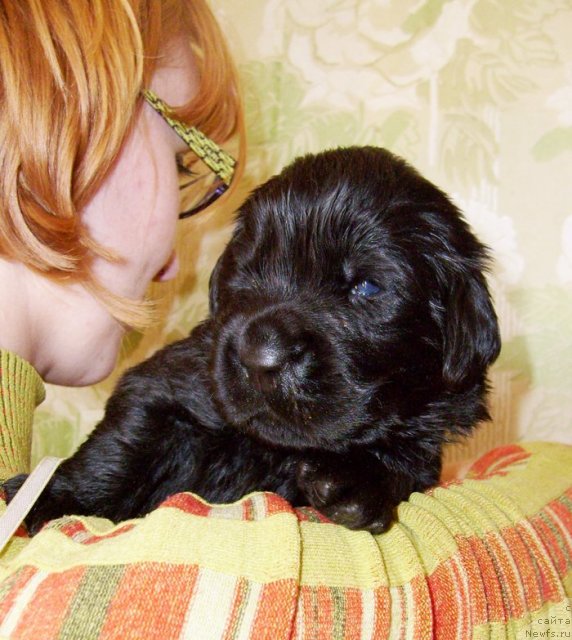 Фото: Кобель лимонная лента от Тары и Брендона