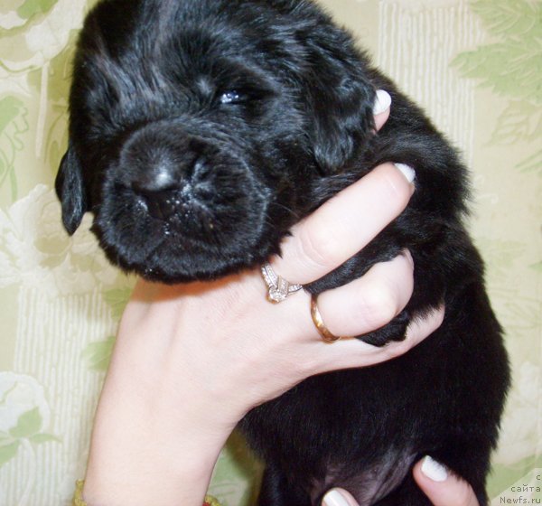 Фото: Кобель салатовая лента от Тары и Брендона