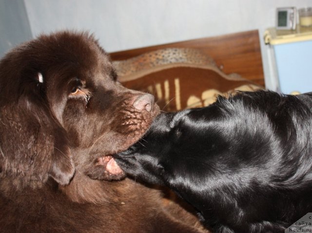 Фото: ньюфаундленд Chernyi Sharm Angel'skaya Krasota (Черный Шарм Ангельская Красота), ньюфаундленд Bonni Flayt (Бонни Флайт)