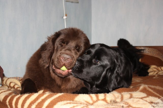 Фото: ньюфаундленд Chernyi Sharm Angel'skaya Krasota (Черный Шарм Ангельская Красота), ньюфаундленд Bonni Flayt (Бонни Флайт)