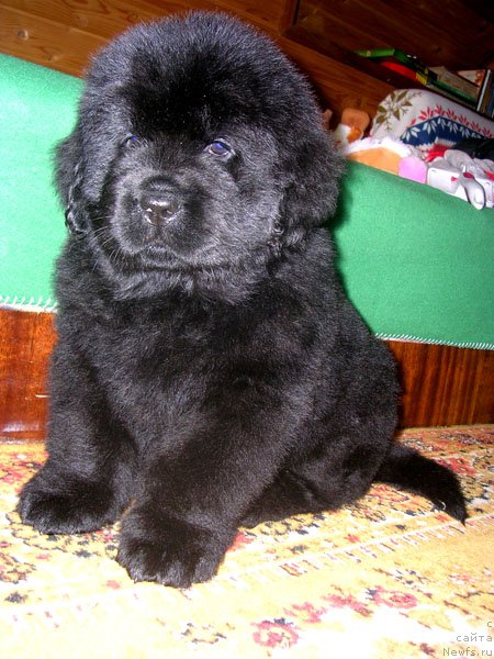 Фото: ньюфаундленд Skazochnaya Kroha Nikolas (Сказочная Кроха Николас)