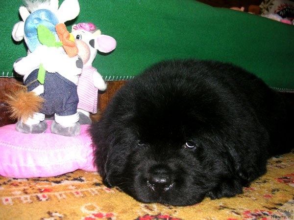 Фото: ньюфаундленд Skazochnaya Kroha Nikolas (Сказочная Кроха Николас)