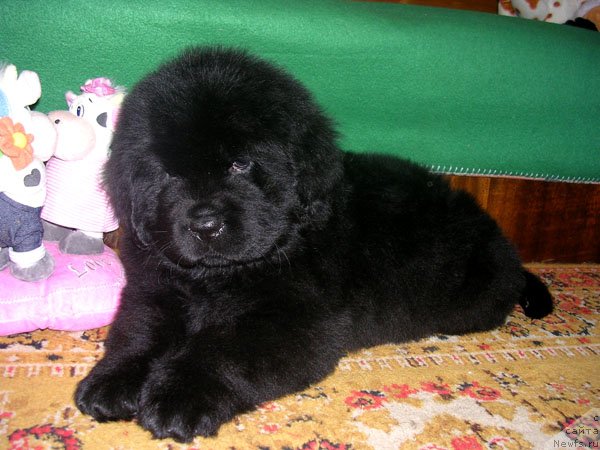 Фото: ньюфаундленд Skazochnaya Kroha Nikolas (Сказочная Кроха Николас)