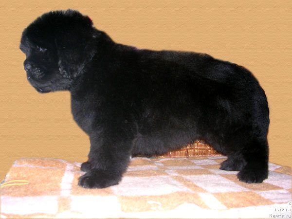 Фото: ньюфаундленд Skazochnaya Kroha Nikolas (Сказочная Кроха Николас)