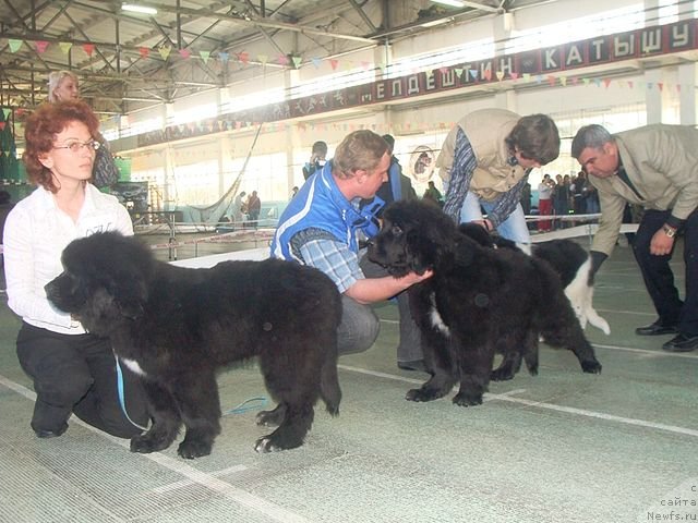 Фото: ньюфаундленд Kara Ayular Adorabal Princ (Кара Аюлар Адорабал Принц), ньюфаундленд Kara Ayular Arktik Uayt Arnol'd (Кара Аюлар Арктик Уайт Арнольд), ньюфаундленд Kara Ayular Amadeus Leyk Vizard (Кара Аюлар Амадеус Лейк Визард)