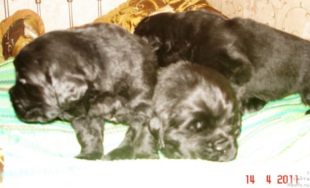 Фото: ньюфаундленд Smigar Osennyaya Skazka (Смигар Осенняя Сказка)