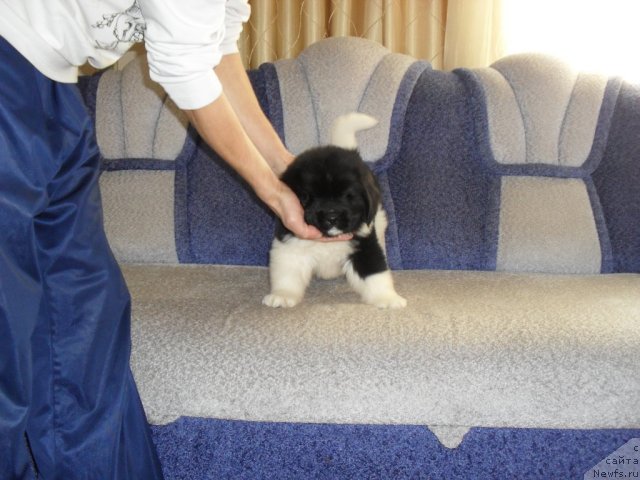 Фото: ньюфаундленд Super Premium Zanzibar (Супер Премиум Занзибар)