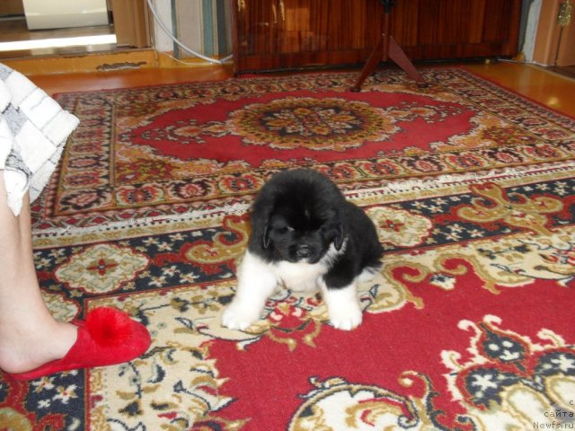 Фото: ньюфаундленд Super Premium Zanzibar (Супер Премиум Занзибар)