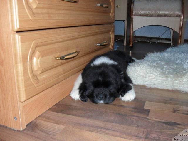 Фотография № 63718