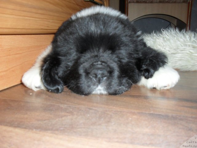 Фото: ньюфаундленд Super Premium Zanzibar (Супер Премиум Занзибар)