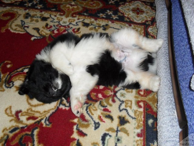 Фото: ньюфаундленд Super Premium Zanzibar (Супер Премиум Занзибар)