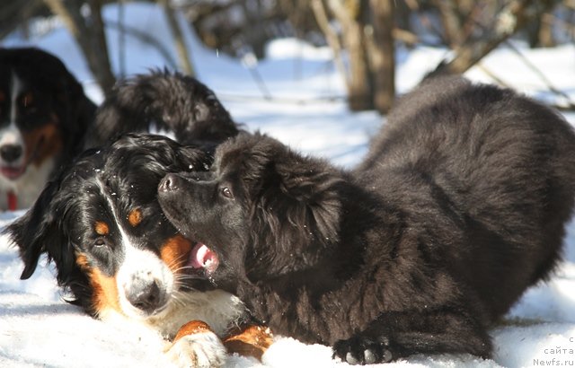 Фотография № 63723