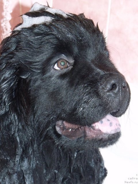Фото: ньюфаундленд Andante Boss (Анданте Босс)