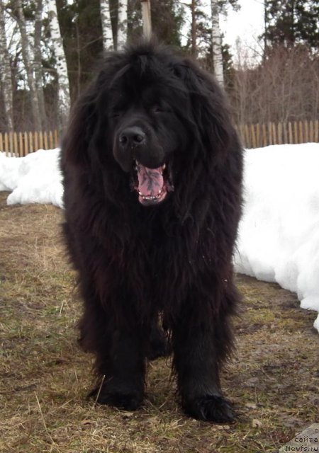 Фото: ньюфаундленд Sent Djons Orfey (Сент Джонс Орфей)