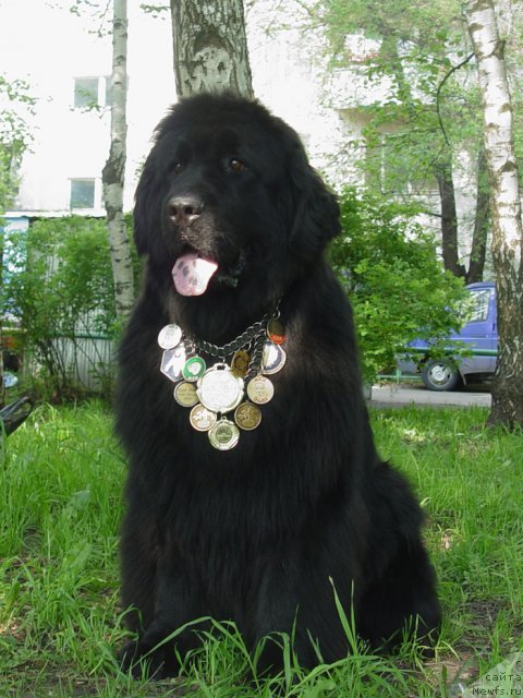 Фото: ньюфаундленд Potap Gelezniy Woin (Потап Железный Воин)