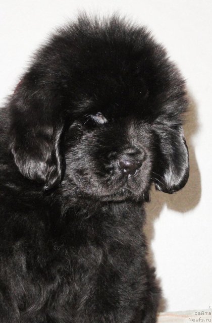 Фото: Бегущая по волнам Дансинг Квин