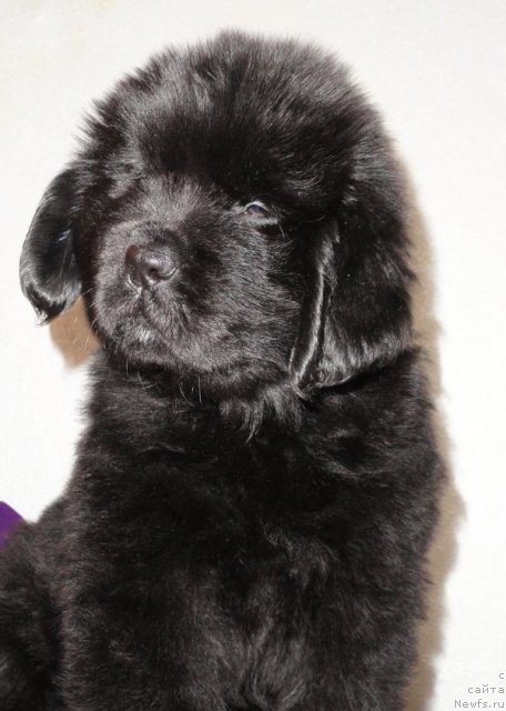 Фото: Бегущая по волнам Дансинг Квин