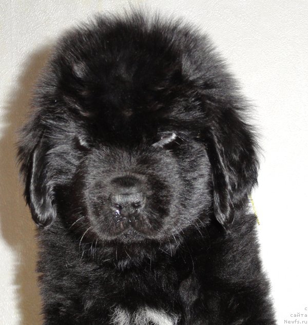 Фото: Бегущая по волнам Дабл Дэар