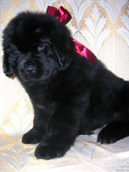 Фото: ньюфаундленд Skazochnaya Kroha Nikoleta (Сказочная Кроха Николета)