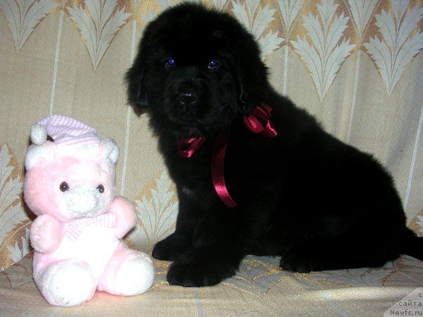 Фото: ньюфаундленд Skazochnaya Kroha Nikoleta (Сказочная Кроха Николета)