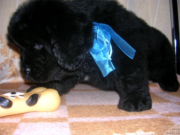 Фото: ньюфаундленд Skazochnaya Kroha Mayestro (Сказочная Кроха Маэстро)