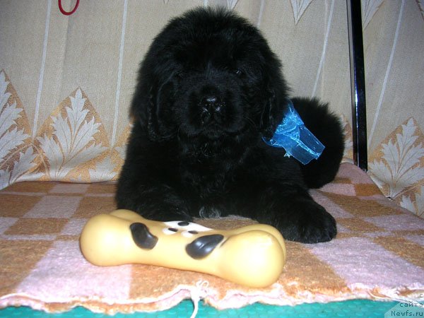 Фото: ньюфаундленд Skazochnaya Kroha Mayestro (Сказочная Кроха Маэстро)