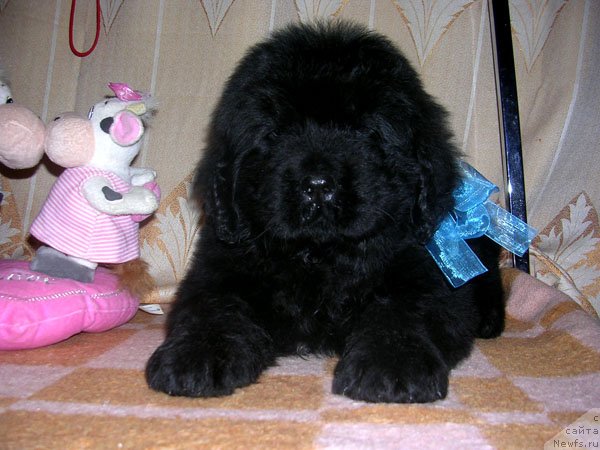 Фото: ньюфаундленд Skazochnaya Kroha Mayestro (Сказочная Кроха Маэстро)